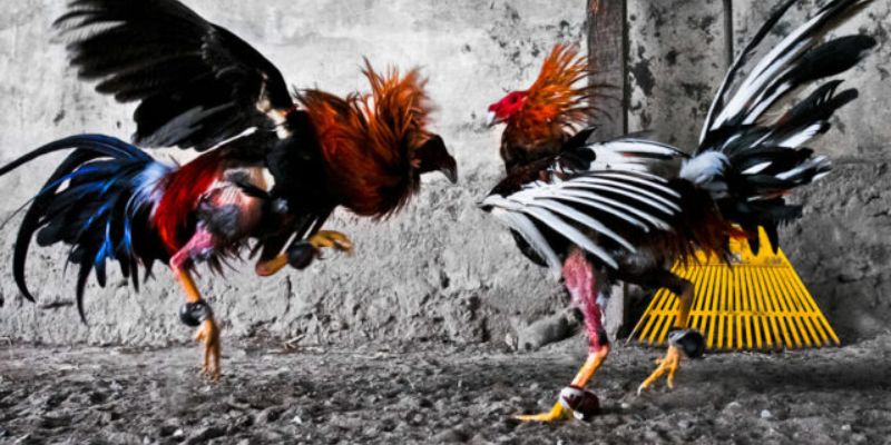 Đá Gà Cựa Sắt