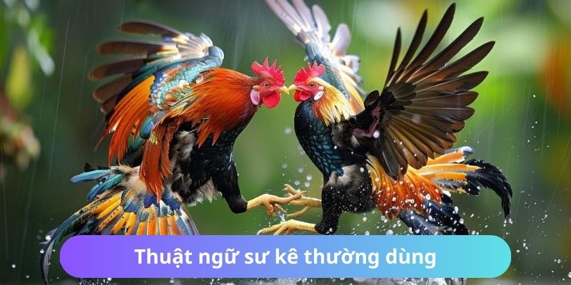 Thuật Ngữ Đá Gà