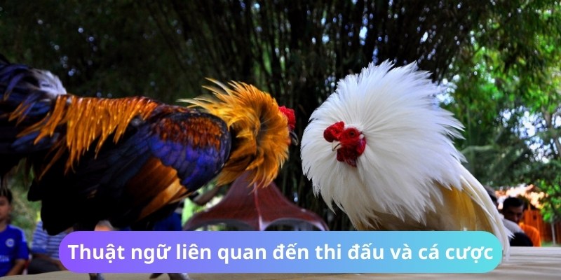 Thuật Ngữ Đá Gà – Kiến Thức Cần Nắm Để Làm Chủ Cuộc Chơi